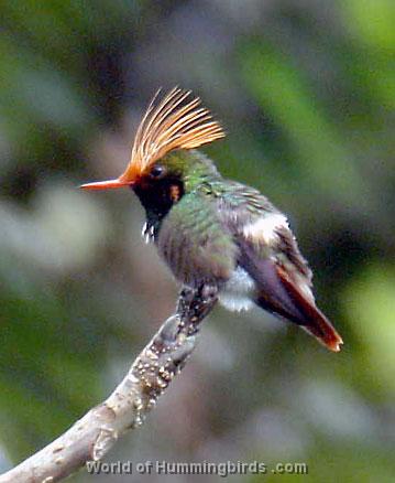 Hummingbird Garden Catalog: Spangled Coquette
